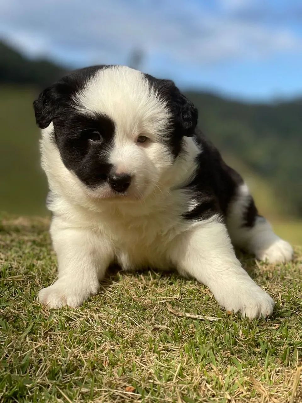 BORDER collie para Bahia 