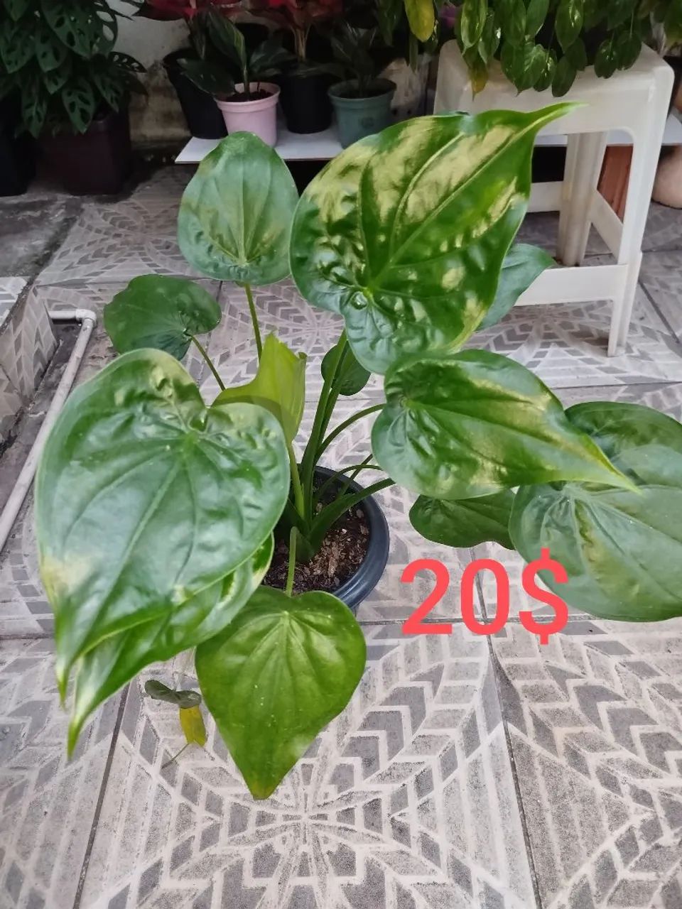 Plantas  - Foto 2