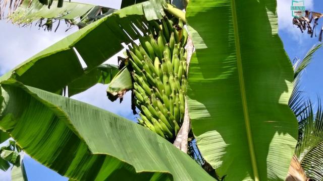 Ubaitaba. Fazenda de 78 Hectares, toda arrumada com infraestrutura e produção. - Foto 14