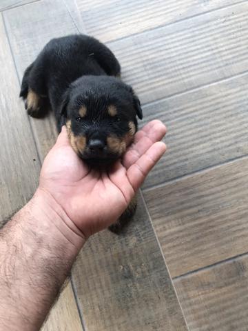 Cães - Foto 3