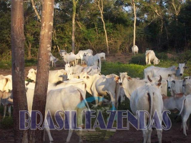 Fazenda em Barreiras. Oeste da Bahia - Foto 16
