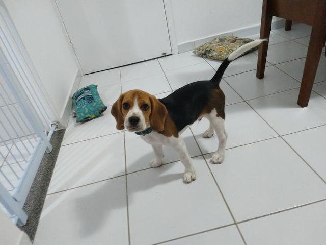 Beagle - Foto 2
