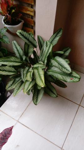 Plantas