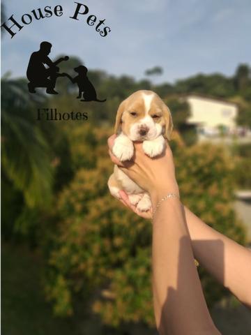 Beagle 13 polegadas, bicolor e tricolor, com suporte veterinário gratuito!