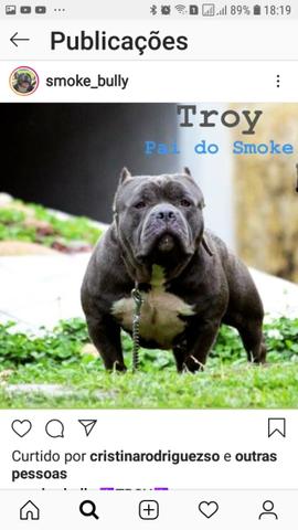 American bully - Foto 5