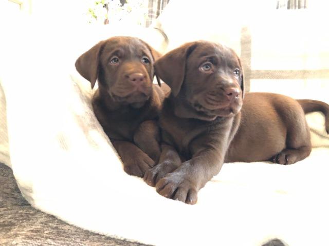 Labrador filhotes maravilhoso, * - Foto 2