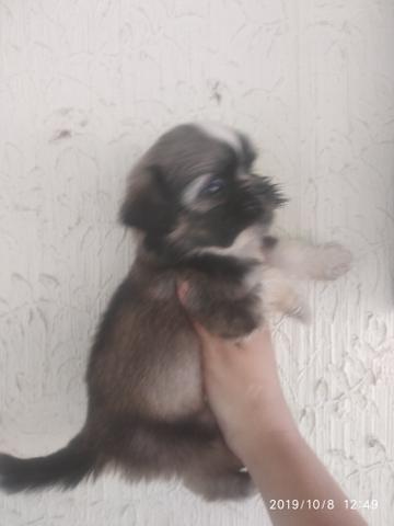 Lindos filhotes shihtzu pedigree opcional