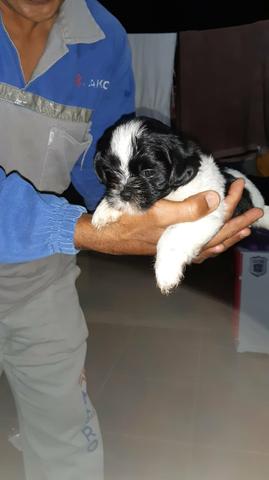 Vende-se filhotes de shih tzu macho