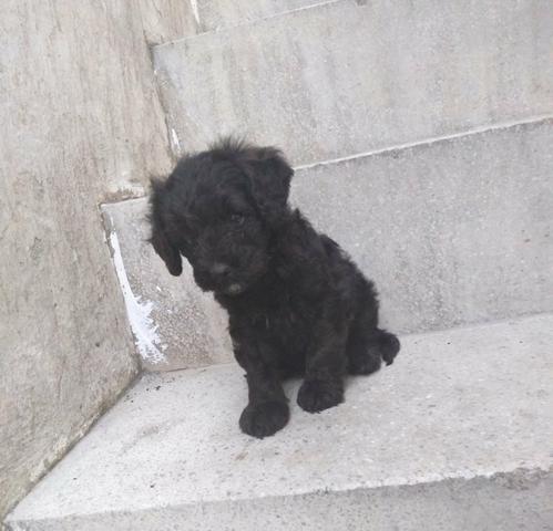 Filhote De Poodle