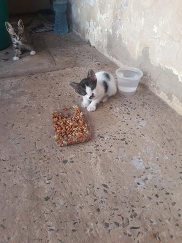 Doação de gatinhos - Foto 4