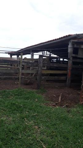 Sitio Arrendamento Oportunidade - Foto 4