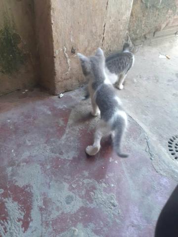 Estou doando pois nao tenho condicoes de fica com eles - Foto 2