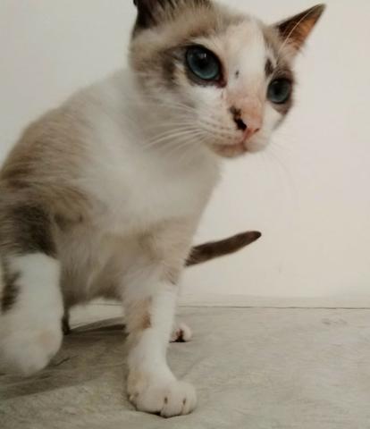 Gatinha dócil e castrada para adoção - Foto 2
