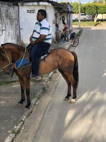 Cavalo baxeiro muito andando tenho vídeo