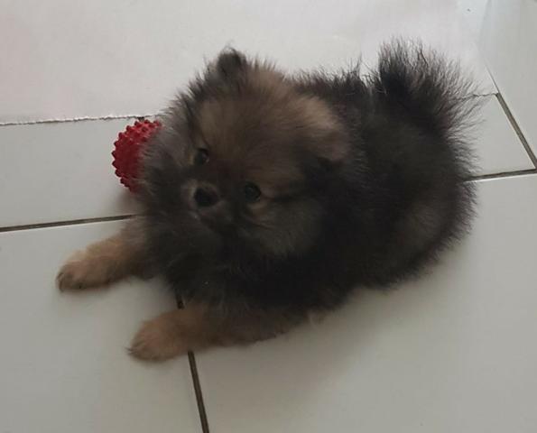 Lindo filhote de Spitz Alemão, com pedigree. Venha Conferir! - Foto 2