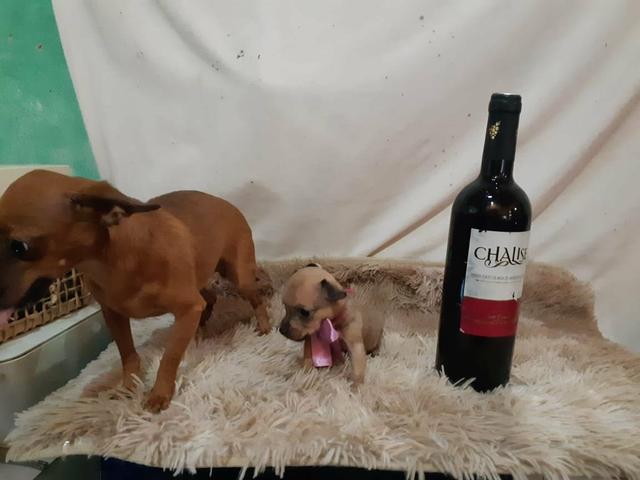 Pinscher zero só 350 - Foto 4