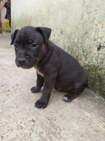 Filhotes Pitbull American staffordshire ( 3 Femeas Disponiveis) - Foto 3