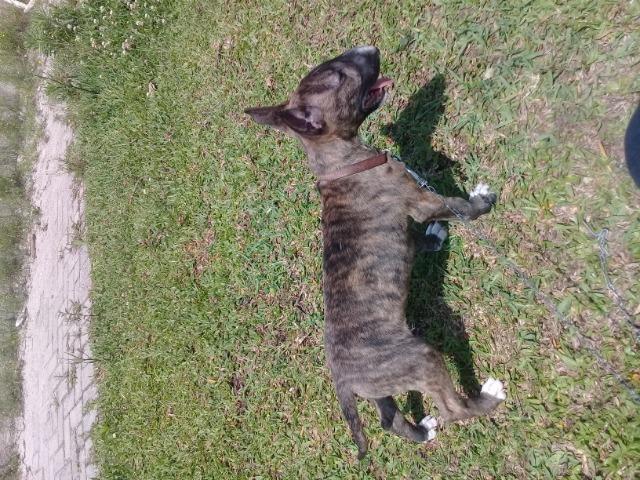 So essa semana - Foto 5