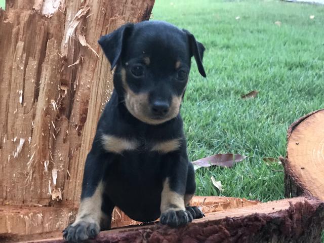 Pinscher miniatura lindo. Excelente padrão