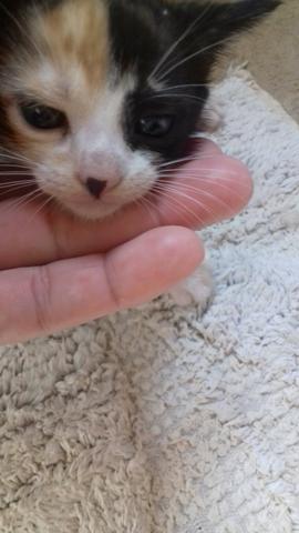 Doacao de gatos mestiços de olhos azuis - Foto 4