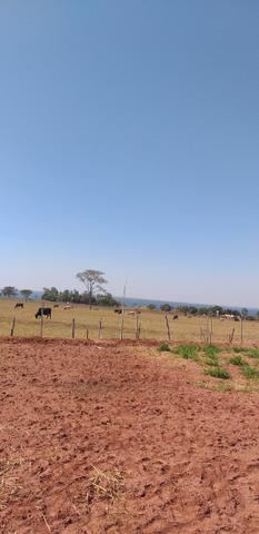 Terreno p/rancho km 11 Pereira barreto APENAS 15.000 - Foto 4