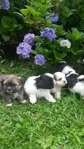 Shihtzu Entrega Hoje - Foto 2