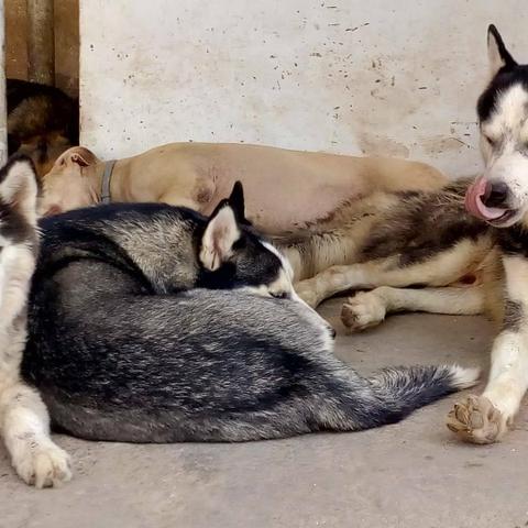 Husky - Foto 4