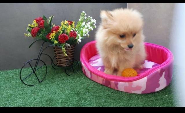 Spitz Alemão filhote Macho/Femea a partir de 1.000,00 - Foto 2
