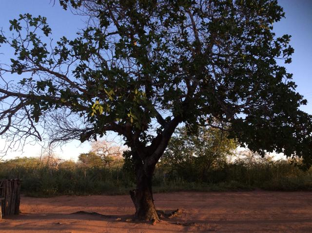 Fazenda em São João do Jaguaribe - Foto 5