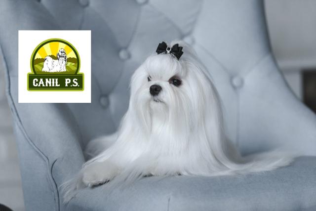 Filhotes de Maltês alta genética - Foto 2