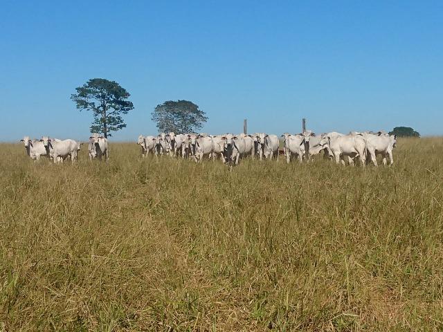 Fazenda Agrícola em Palminopolis-GO. 50 Alq. c/ 30 em Lavoura - Foto 19