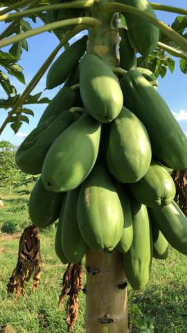 Mamão Verde - Foto 2