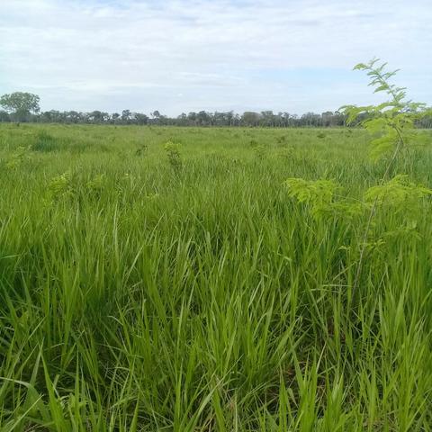 Fazenda Boa de Terra em Cocalinho - MT
