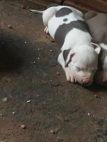 Vendo ou troco - Foto 2