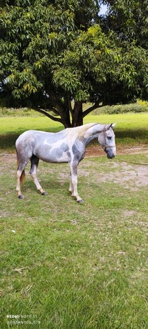 Cavalo capado 