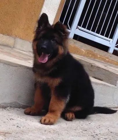   Cães filhotes de Pastor Alemão ótimo padrão cães vacinados 