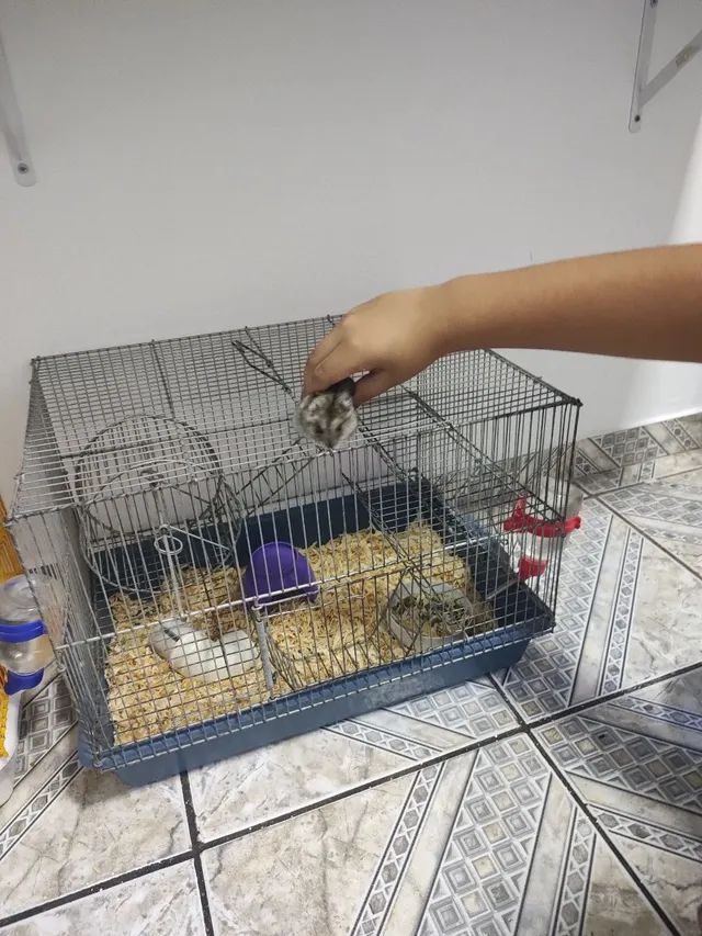 Hamster anão russo com gaiola