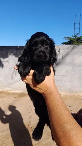 Filhote de Cocker Spaniel Inglês Melhor Preço Espírito Santo - Filhote de  Cocker Spaniel Inglês Dourado - Encrenquinhas