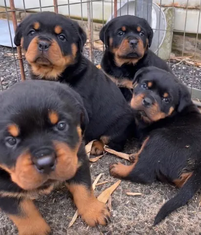 Rottweiler filhotes com pedigree