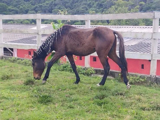 📍 CAVALO DE TROIA E O CARNAVAL; - Mairiporã População