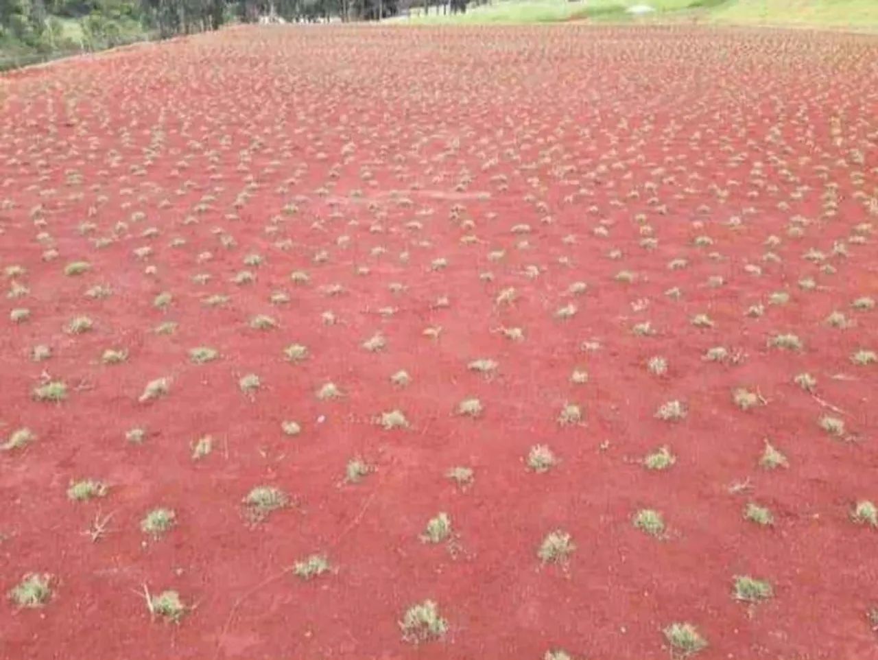 Grama nova para o seu jardim - Foto 5