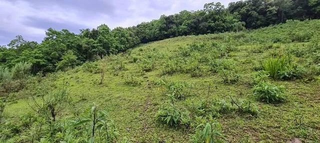 Vendo sítio de 12 hectares (120.000 mil metros) - Foto 8