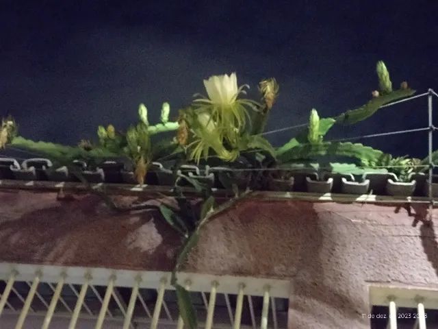 Muda de pitaya 