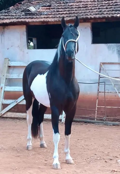 Oportunidade Égua MM Registrada - Foto 4