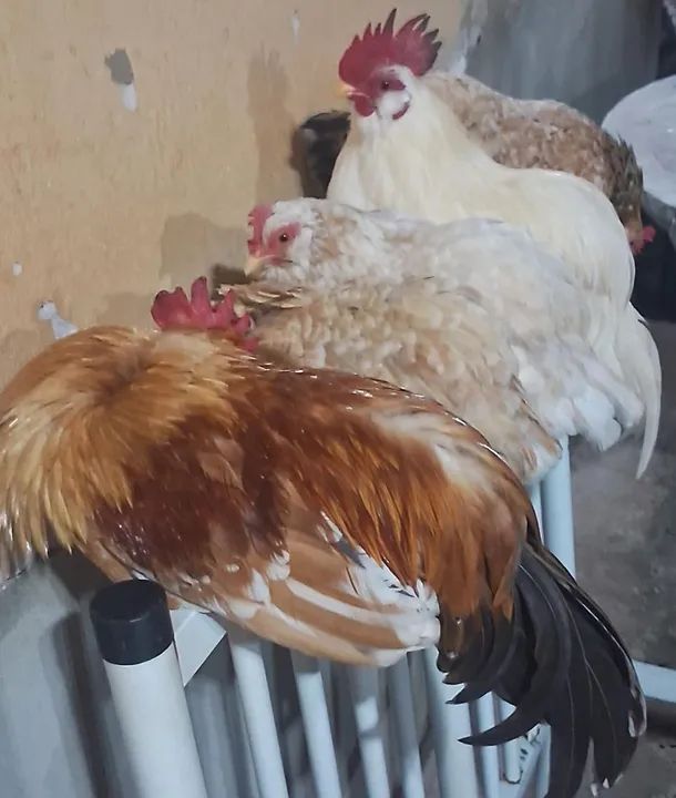 Vendo galos e galinhas garnizés