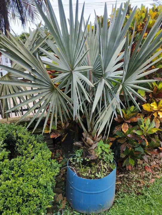 Palmeira Azul