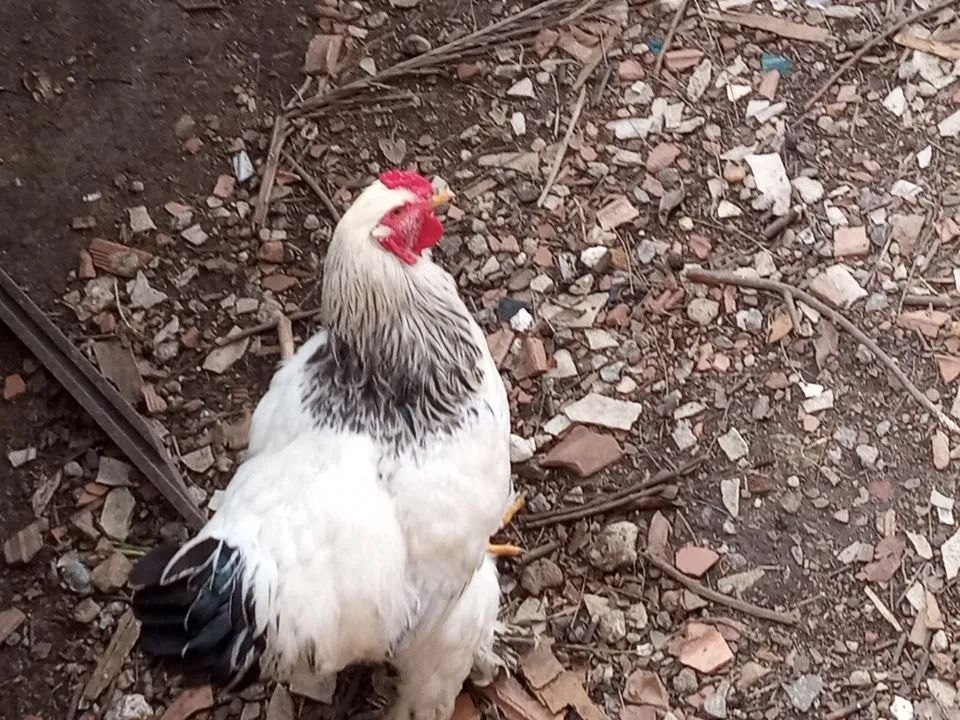 Galo Branco e Preto - Foto 5