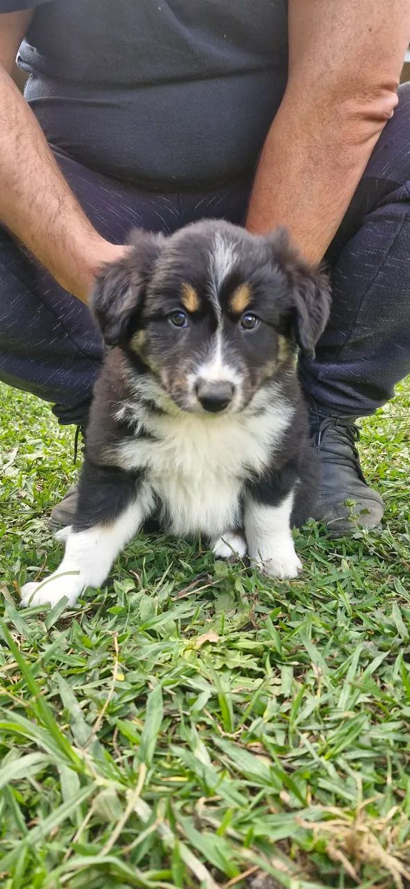 Filhotes de Border Collie - Foto 4