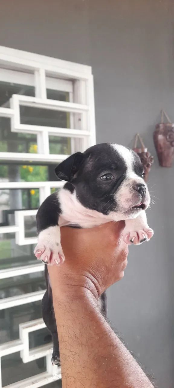 American Bully MICRO - Foto 2