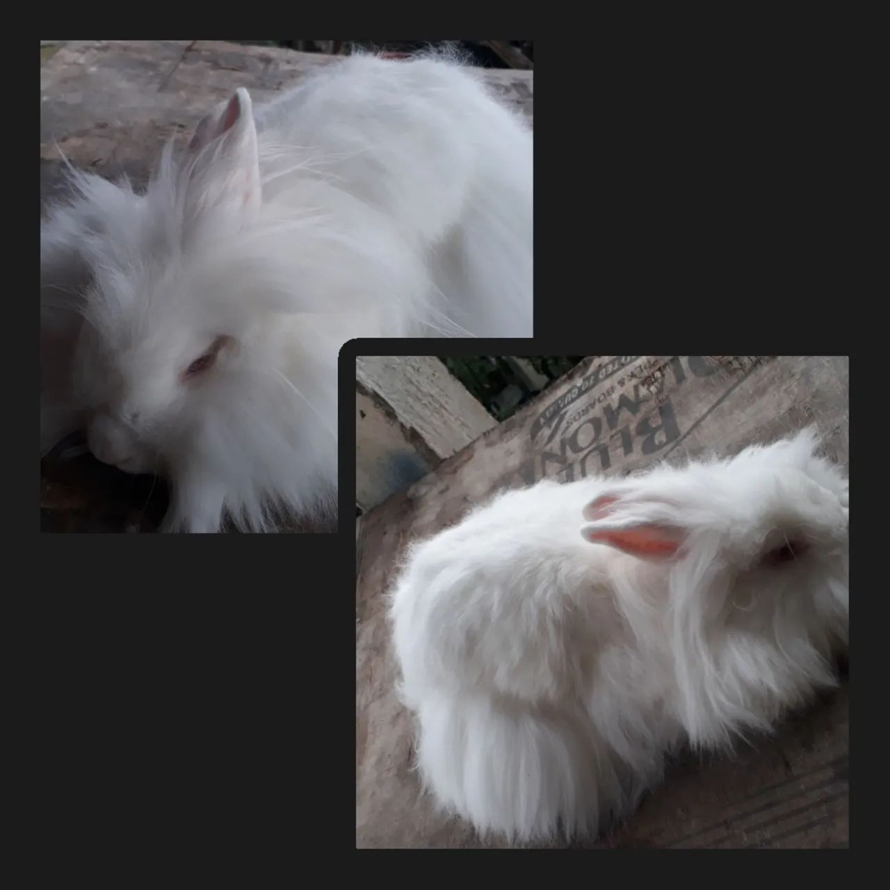 Coelho  Lion Head raça pura albinos  - Foto 6